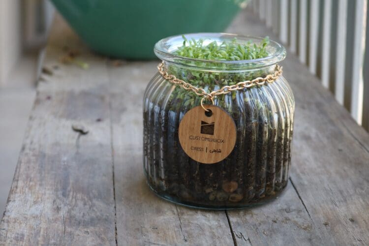 potted plant