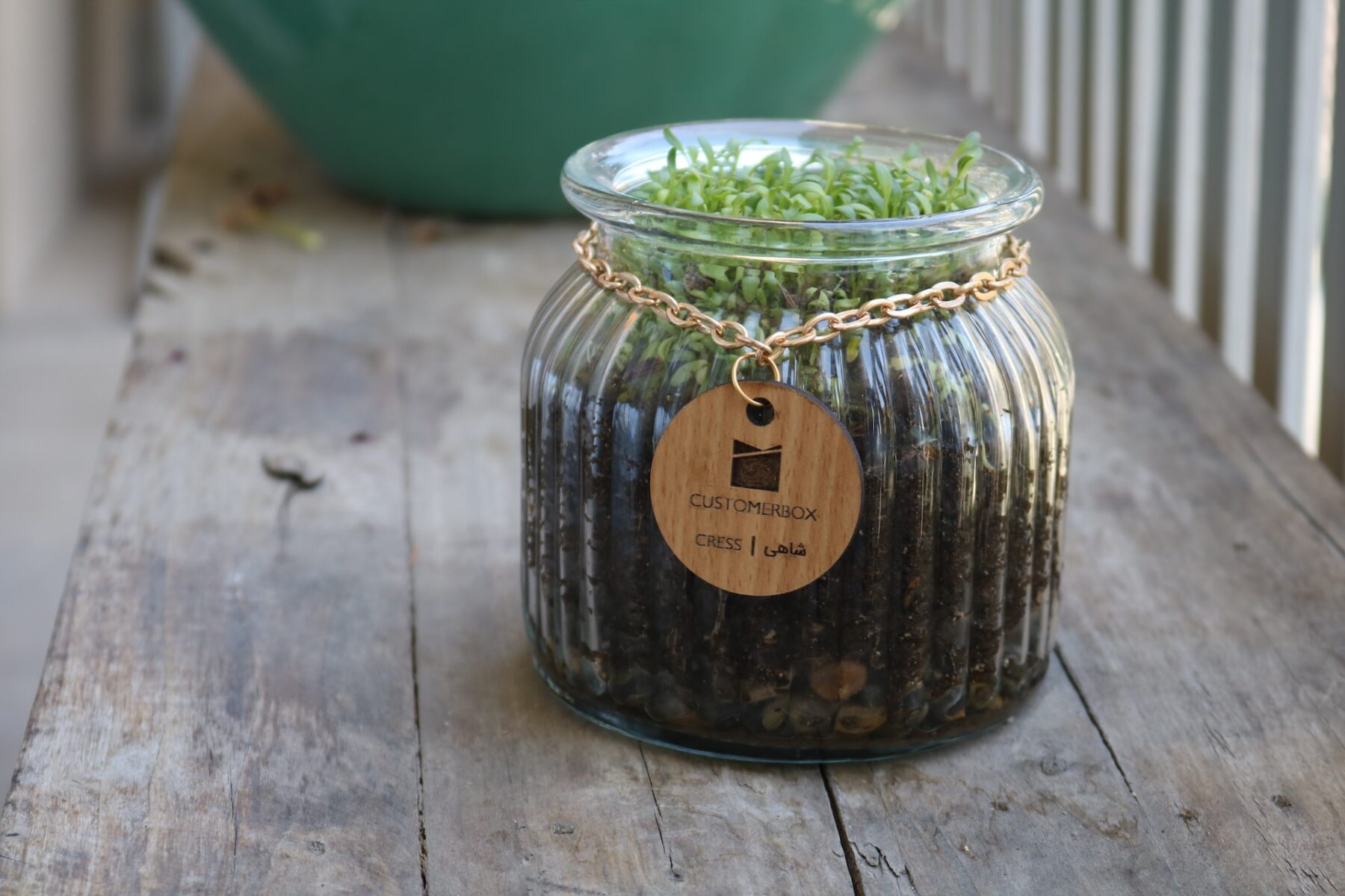 potted plant
